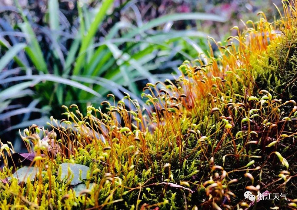 �������̽��ϰ����㽭��������³��30�棿